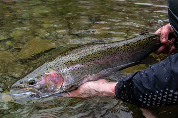 Fly Fishing for Lake Erie Steelhead - Wildwood Outfitters- Fly Fishing  Guides in Pennsylvania