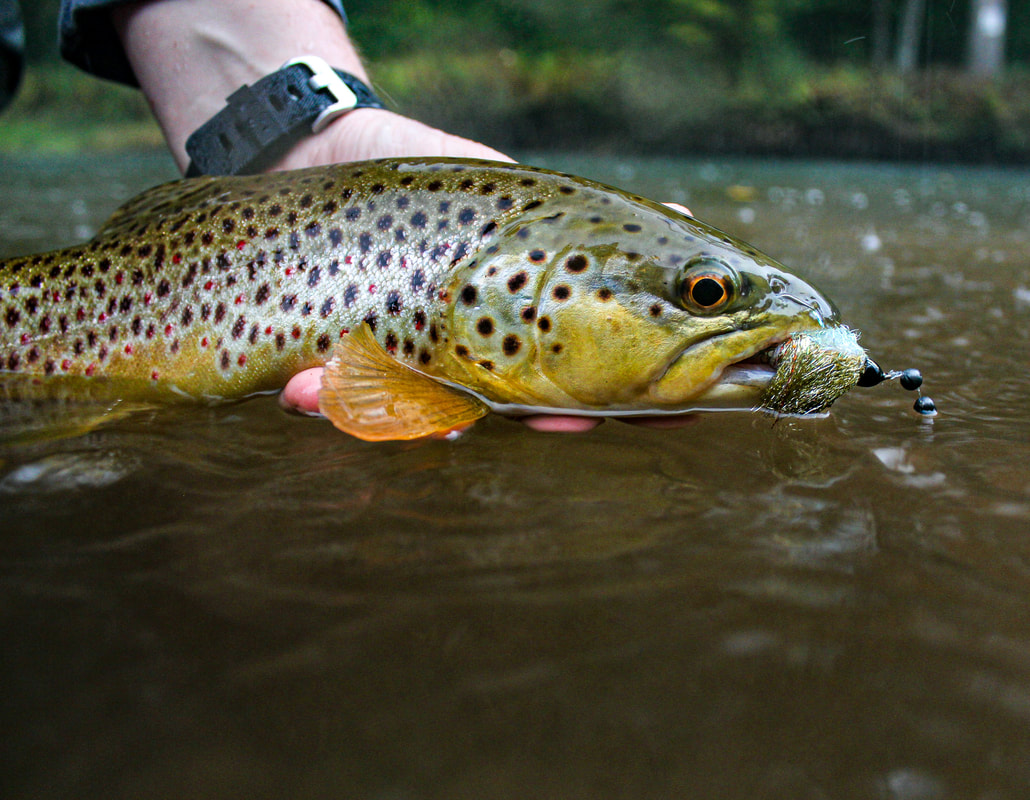 Fall brown trout fishing in PA.