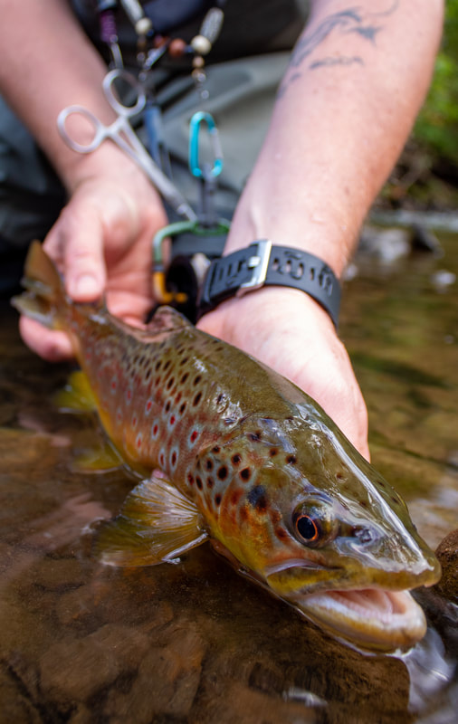 Fly fishing guide trips for Pennsylvania trout!