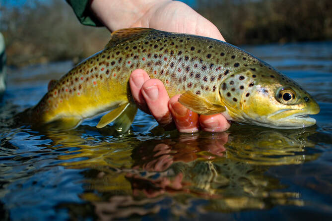 Guided trout fly fishing in PA