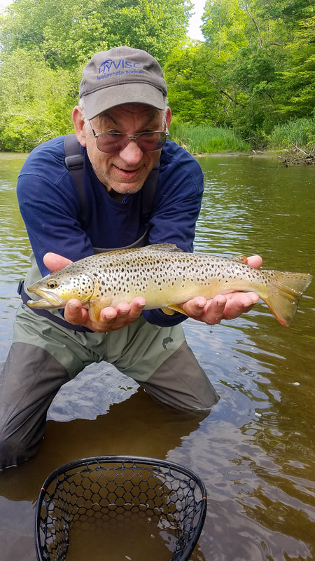 Brown trout fly fishing in Pennsylvania. 