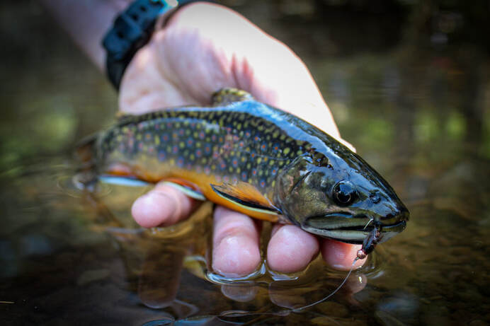 Brook trout fly fishing in Pennsylvania. 
