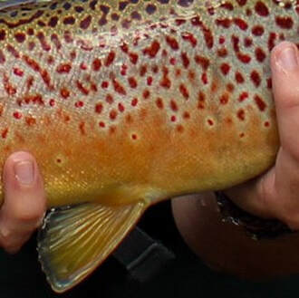 Trophy brown trout fishing guide trips. 