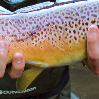 Fishing for trophy brown trout in Pennsylvania. 