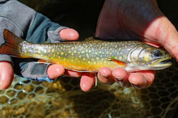 Native brook trout fishing in PA.
