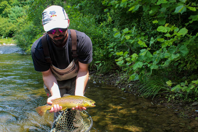 Brown trout fly fishing in PA.