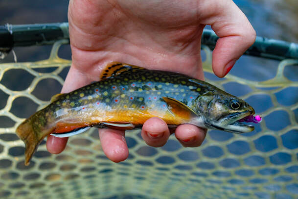 Pennsylvania brook trout fishing. 