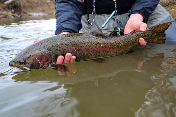Fly fishing for steelhead in the Pennsylvania tributaries. 