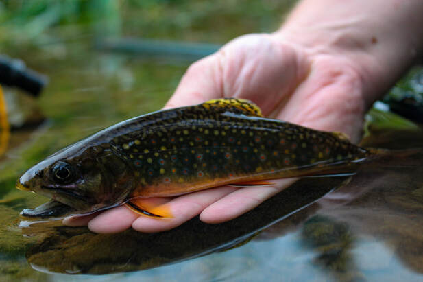 Brook trout fishing in PA.